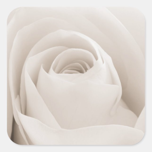 Close up of White Rose Petals Square Sticker (Front)