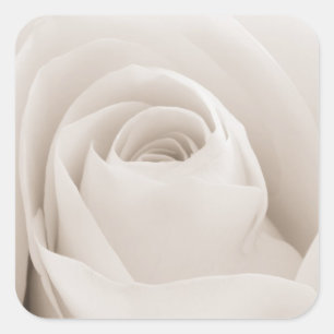 Close up of White Rose Petals Square Sticker