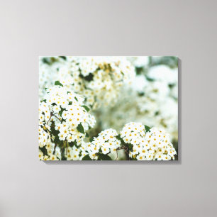 Close-up Of White Spirea Flowers on canvas print