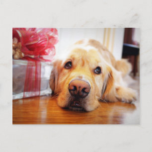 Close-up of wistful Golden Retriever dog Postcard