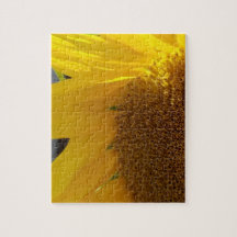 Close Up of Yellow Sunflower