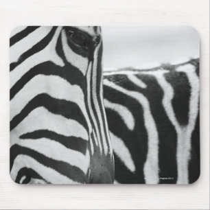 Close-up of zebra face and shoulder mouse mat