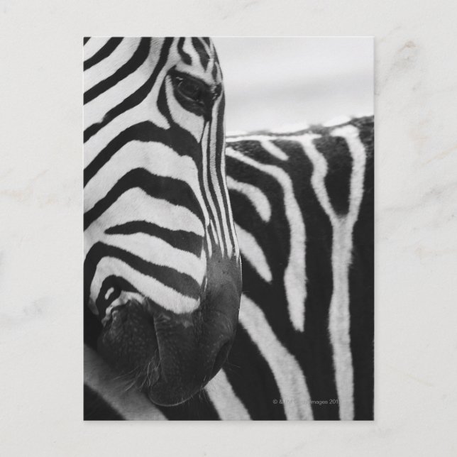 Close-up of zebra face and shoulder postcard (Front)