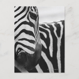Close-up of zebra face and shoulder postcard