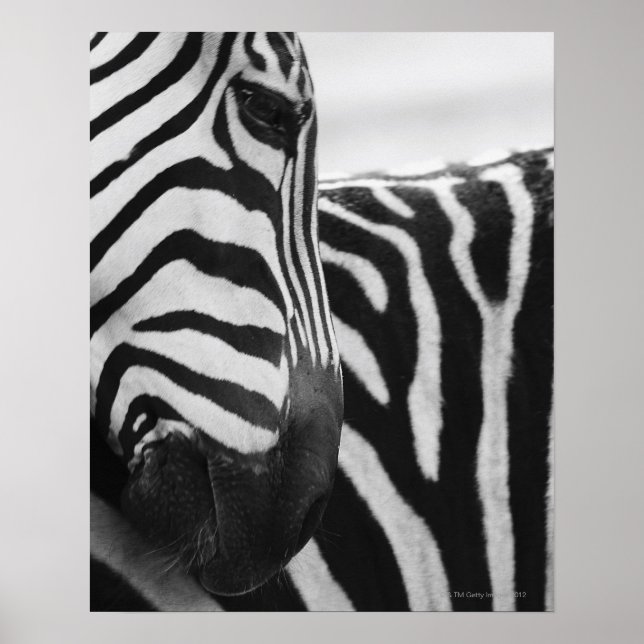 Close-up of zebra face and shoulder poster (Front)
