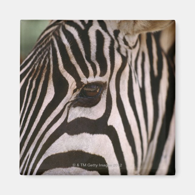 Close-up of zebra's head magnet (Front)