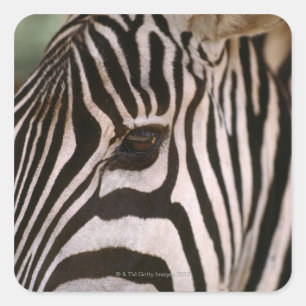 Close-up of zebra's head square sticker
