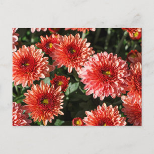 Close-up on chrysanthemum plant postcard