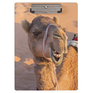 Close-up on funny camel head in Oman Wahiba desert Clipboard