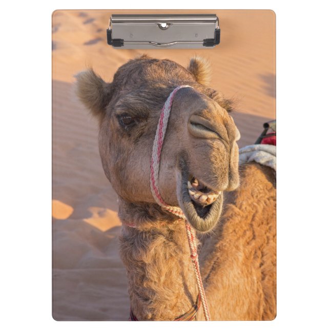 Close-up on funny camel head in Oman Wahiba desert Clipboard (Front)