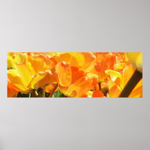 Close-up Orange and Yellow Tulips Poster