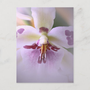 Close-up orchid card