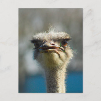 Close_Up_Ostrich_FullSize.jpg Postcard