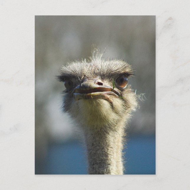 Close_Up_Ostrich_FullSize.jpg Postcard (Front)
