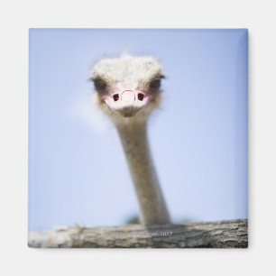 Close up Ostrich head Magnet