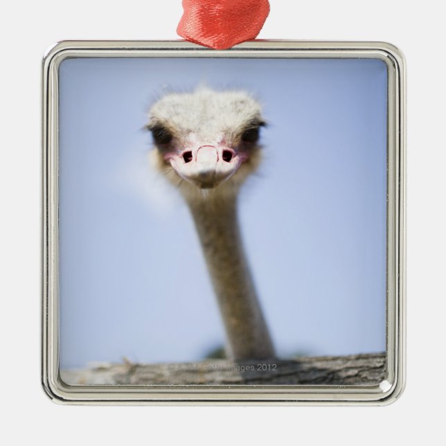 Close up Ostrich head Metal Tree Decoration (Front)