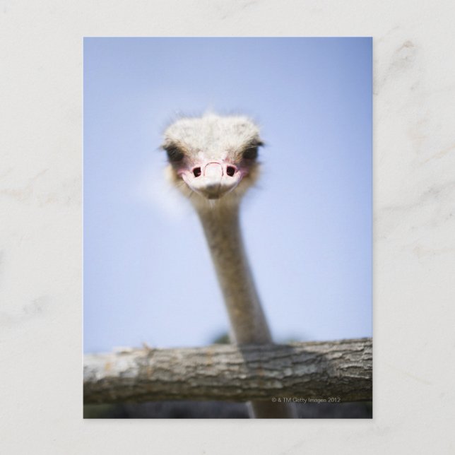 Close up Ostrich head Postcard (Front)