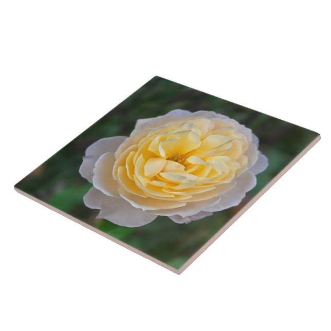 Close up Pastel Yellow Pink Rose Tile (Side)