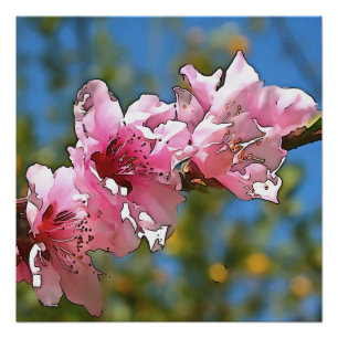 Close Up Peach Tree Blossom Black Outline Art Poster