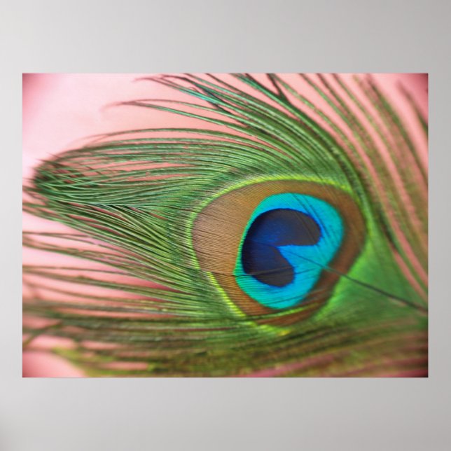Close Up Peacock Feather with Pink Poster (Front)