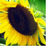 Close Up Photo of a Sunflower Standing Photo Sculpture<br><div class="desc">Photo of a sunflower created into a statuette for your office or home.</div>