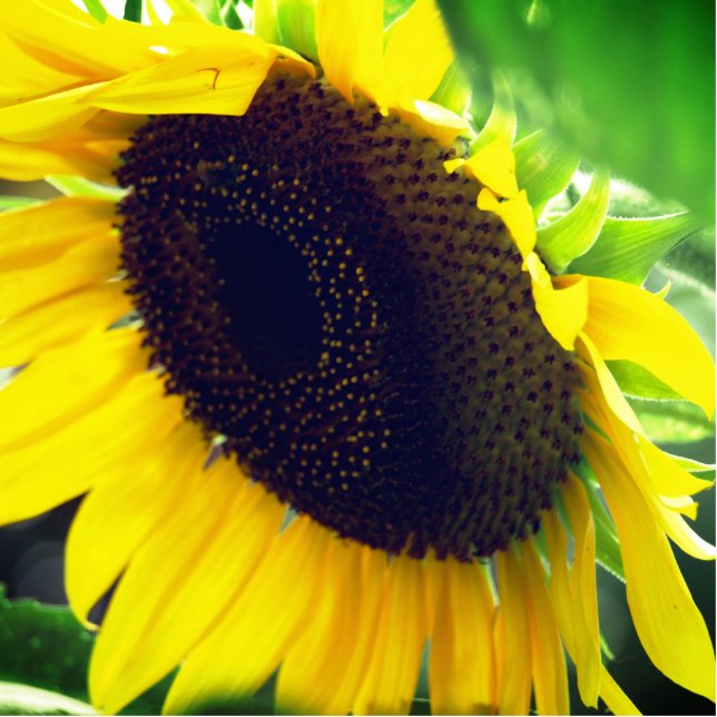 Close Up Photo of a Sunflower Standing Photo Sculpture (Front)