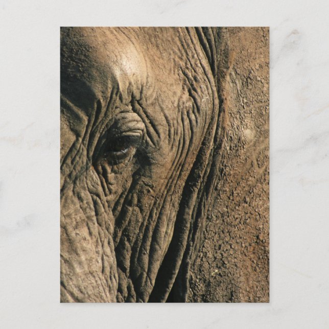Close-up photo of African elephant eye Postcard (Front)