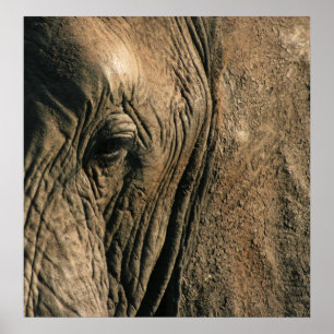 Close-up photo of African elephant eye Poster