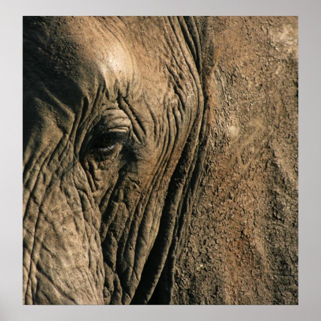 Close-up photo of African elephant eye Poster (Front)