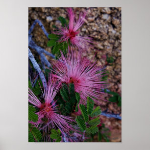 Close-Up Photo Of Pink Fairy Duster Flowers Poster