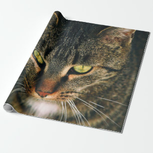 CLOSE-UP PHOTOGRAPHY OF GRAY TABBY CAT WRAPPING PAPER