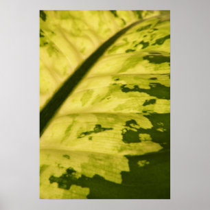 Close-up Picture of Spotted Dumb Cane Poster