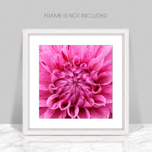 Close-Up Pink Dahlia (Pink Flower) Photo Print