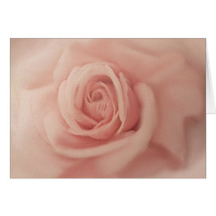 Close Up Pink Rose Cards