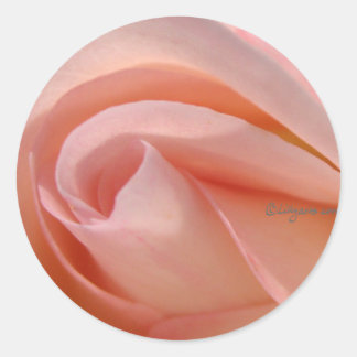 Close Up Pink Rose Envelope Sticker