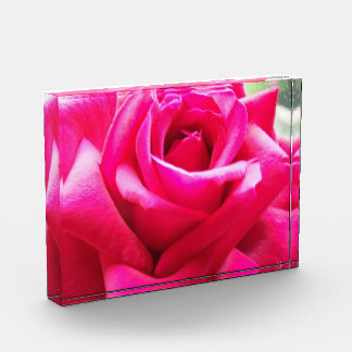 Close Up Pink Rose Photo Block