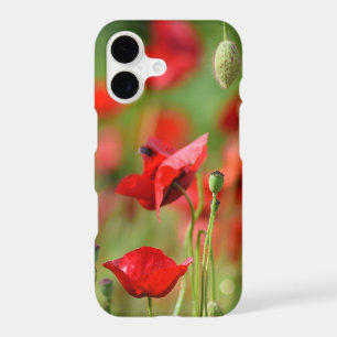 Close up Poppies in Field