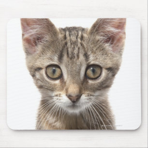 Close up portrait of a kitten mouse mat