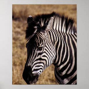Close-up portrait of a Zebra - Zimbabwe Poster
