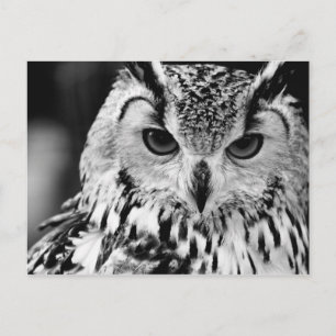 Close Up Portrait Of Eurasian Eagle-owl Postcard