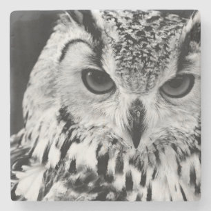 Close Up Portrait Of Eurasian Eagle-owl Stone Coaster