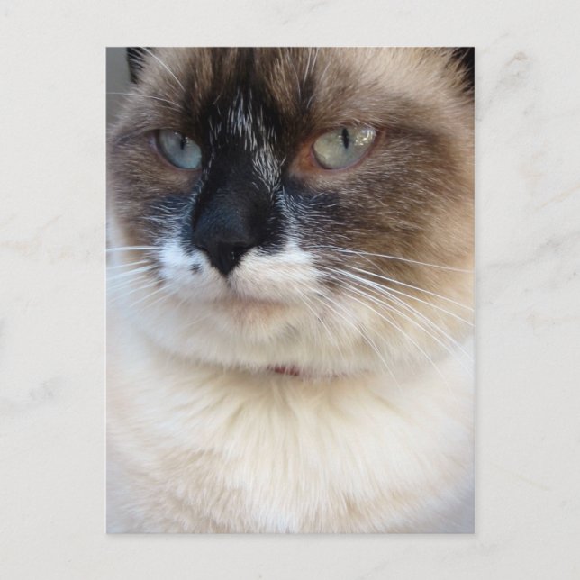 Close-Up Postcard (Front)