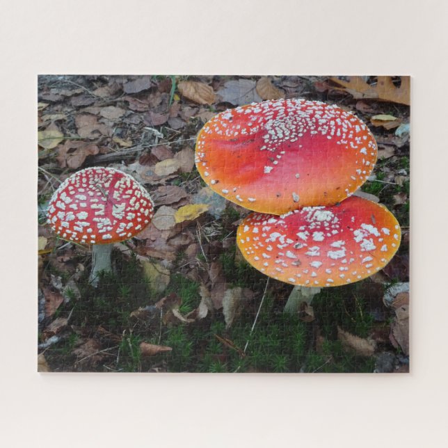 Close Up Puzzle: Three Fly Amanitas Jigsaw Puzzle (Horizontal)