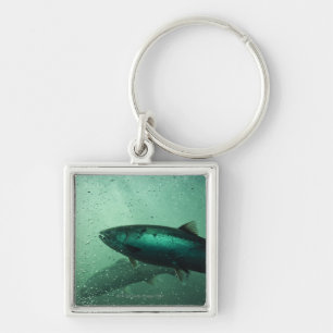 Close up shot of salmon running 2 key ring