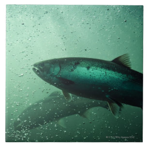 Close up shot of salmon running 2 tile