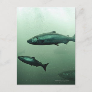 Close up shot of salmon running postcard