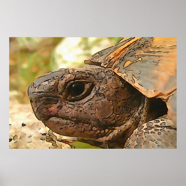 Close Up Side Portrait Of A Turkish Tortoise Poster (Front)
