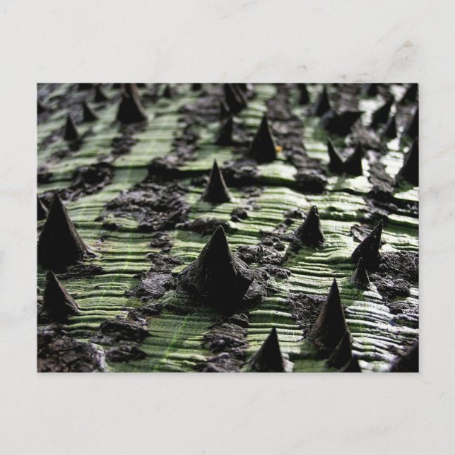 Close up Spiky Kapok Tree Trunk : Funchal Madeira Postcard (Front)