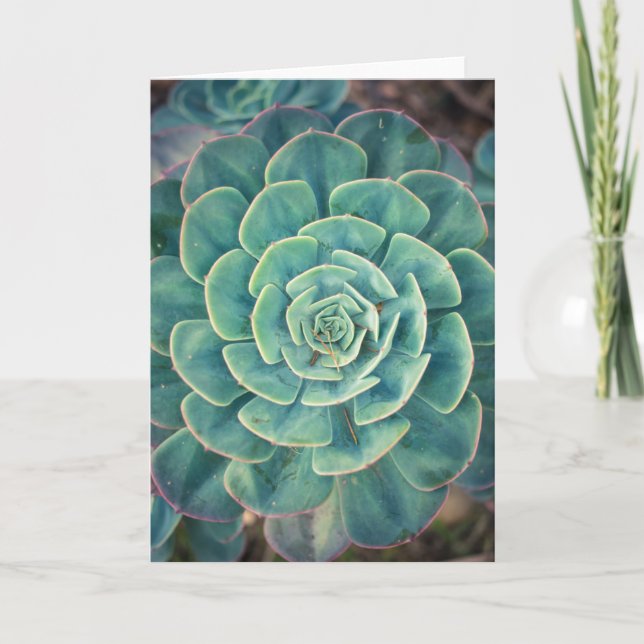 Close-up Succulent Card (Front)