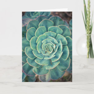 Close-up Succulent Card